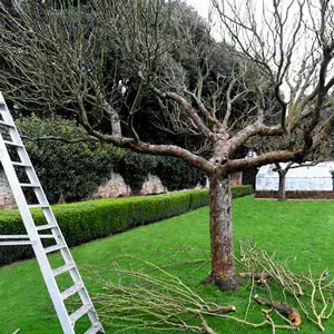 Taille d'arbres et de plantes