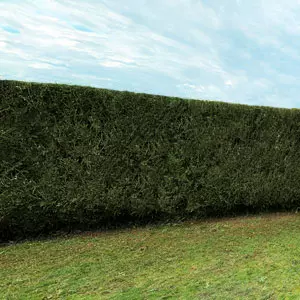 Haie de leylandii taillée droites - après