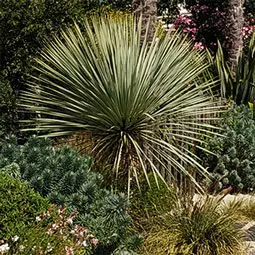 Massif de jardin